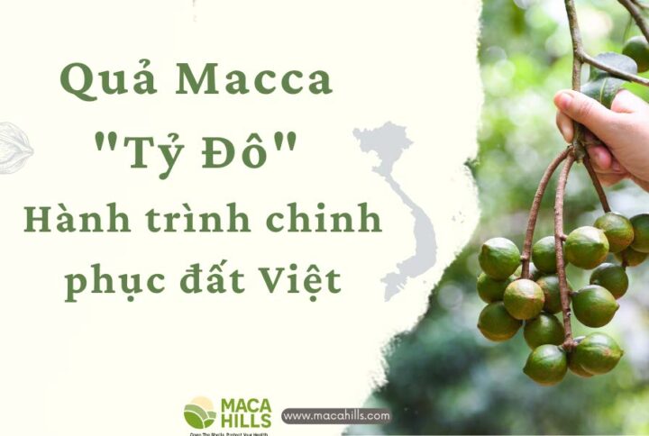 Quả Macca “Tỷ Đô” và Hành trình chinh phục đất Việt
