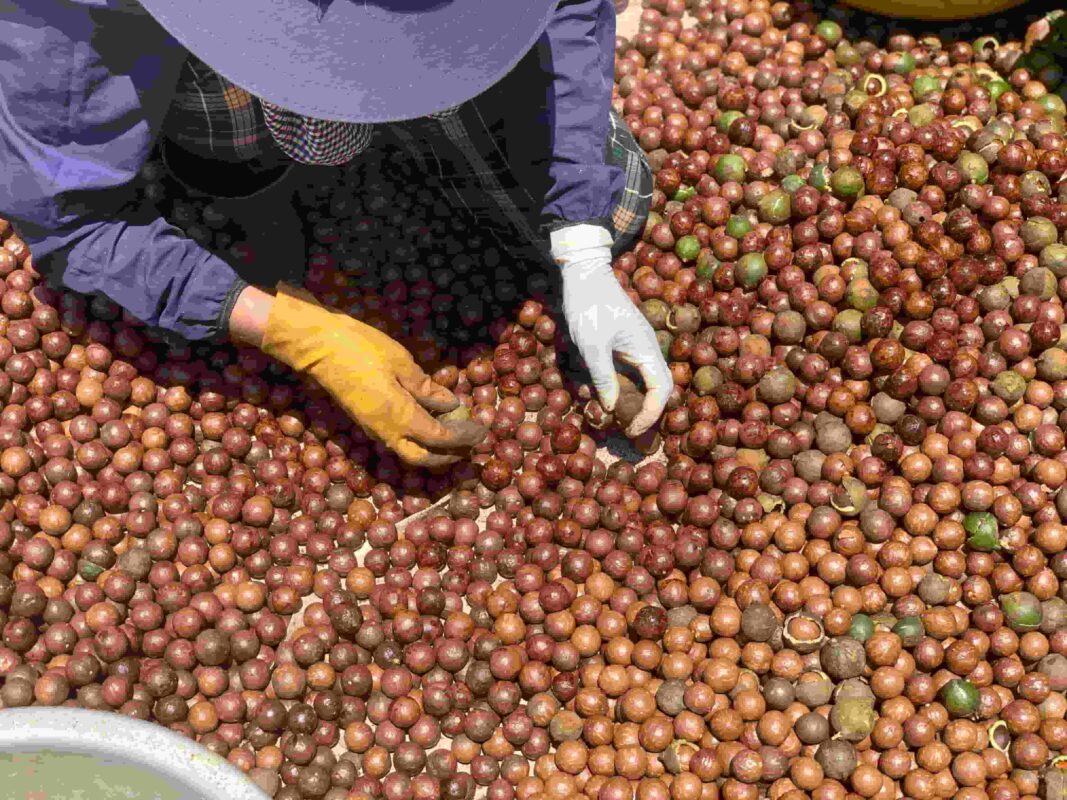 xưởng sản xuất hạt macca giá rẻ tây nguyên