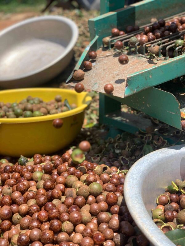 giá hạt macca hôm nay