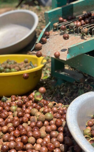 giá hạt macca hôm nay