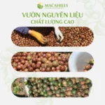 Hạt Macca Nứt Vỏ 200gr Túi Zip Tiện Lợi - Ảnh 7