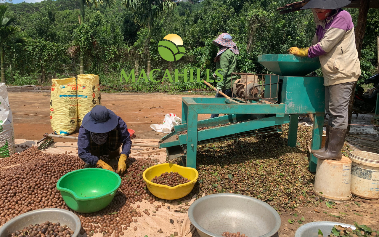 Ban sao xuong san xuat hat macca dak nong 1