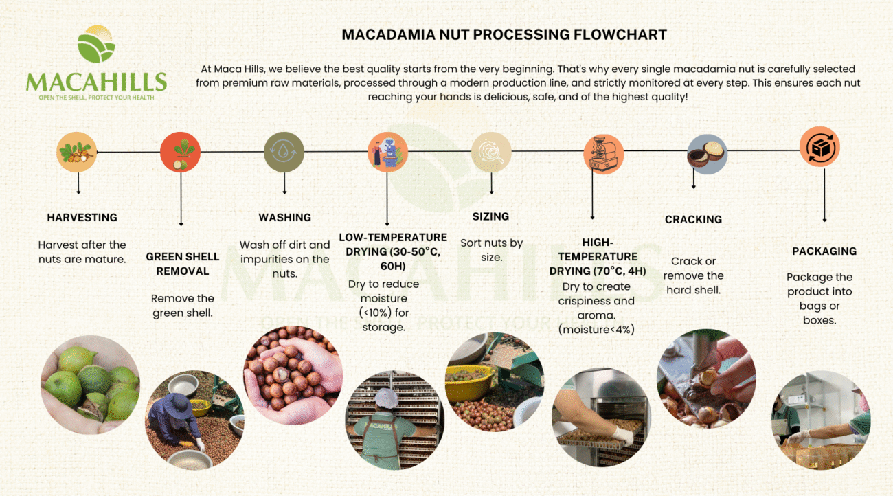 Xưởng sản xuất hạt macca giá rẻ số 1 Tây Nguyên 5 QUY TRINH SAN XUAT HAT MACCA DAT CHUAN1