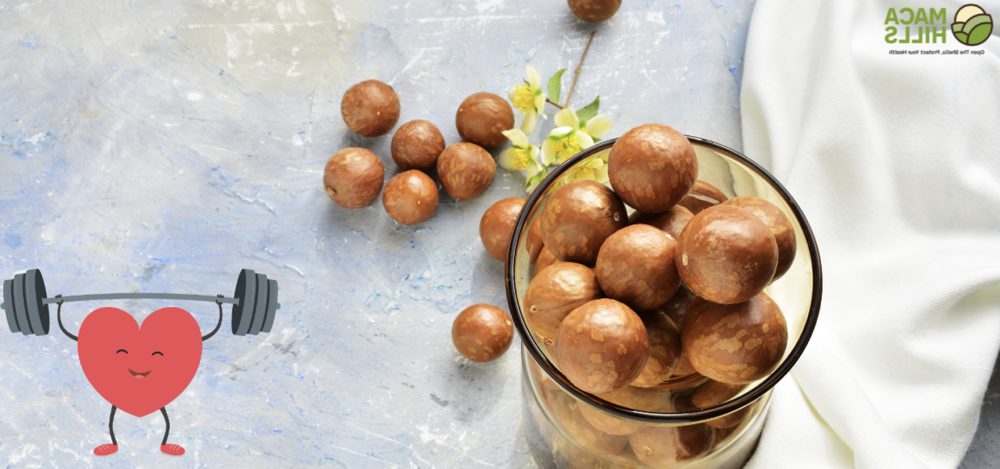 Top 10 lợi ích hạt macca từ Lâm Đồng