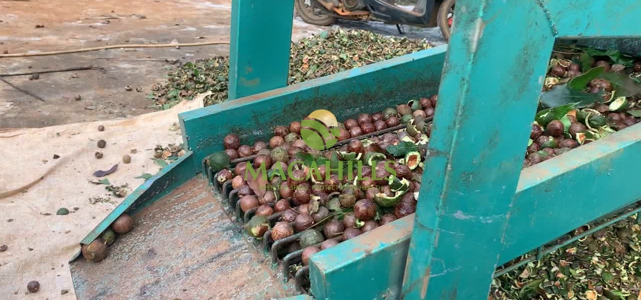 Bảng Giá Thu Mua Hạt Macca Mới Nhất 2026 – Cập Nhật Hàng Ngày 4 cong ty san xuat hat macca 1