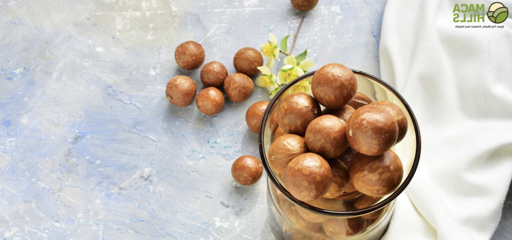 Top 10 Lợi Ích Hạt Macca Cho Sức Khỏe Từ Lâm Đồng 2 loi ich cua hat macca