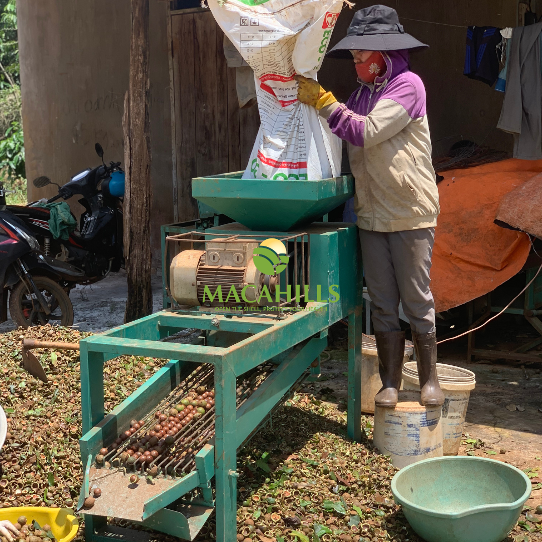 베트남 마카다미아