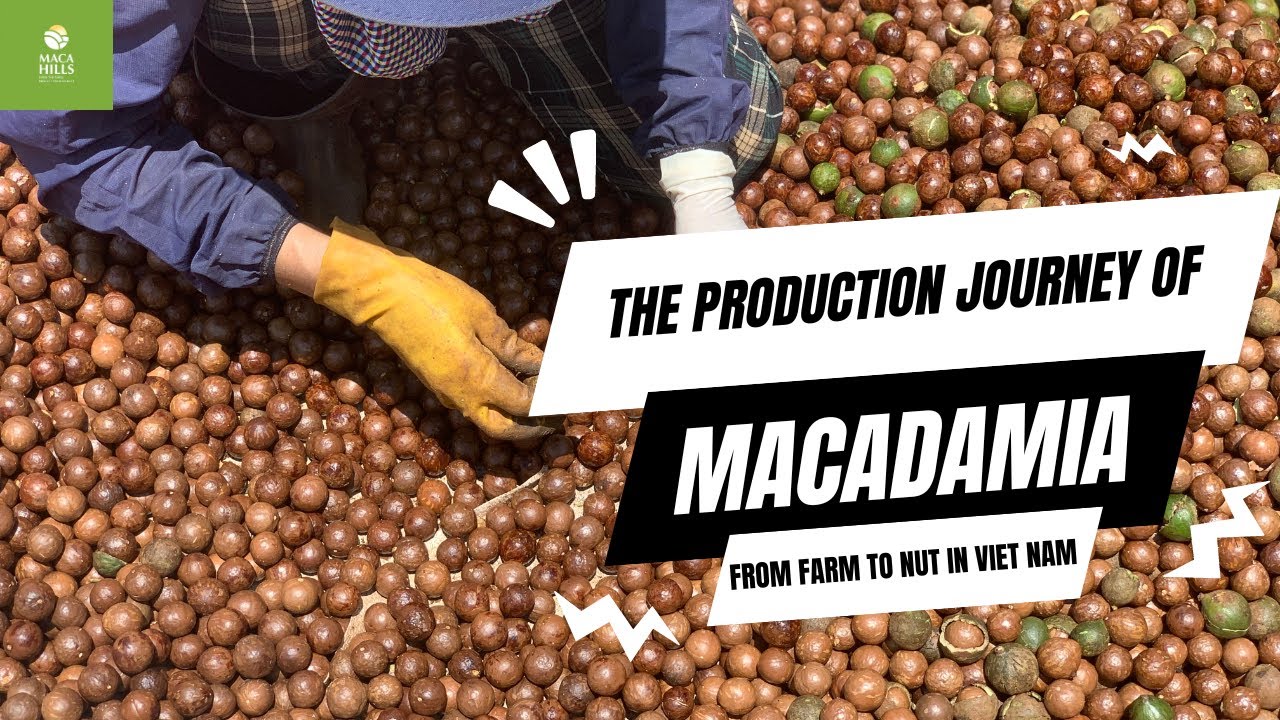 he lo quy trinh san xuat hat mac