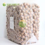 Hạt Macca Xuất Khẩu Size 22-24mm Thùng 10kg - Ảnh 2