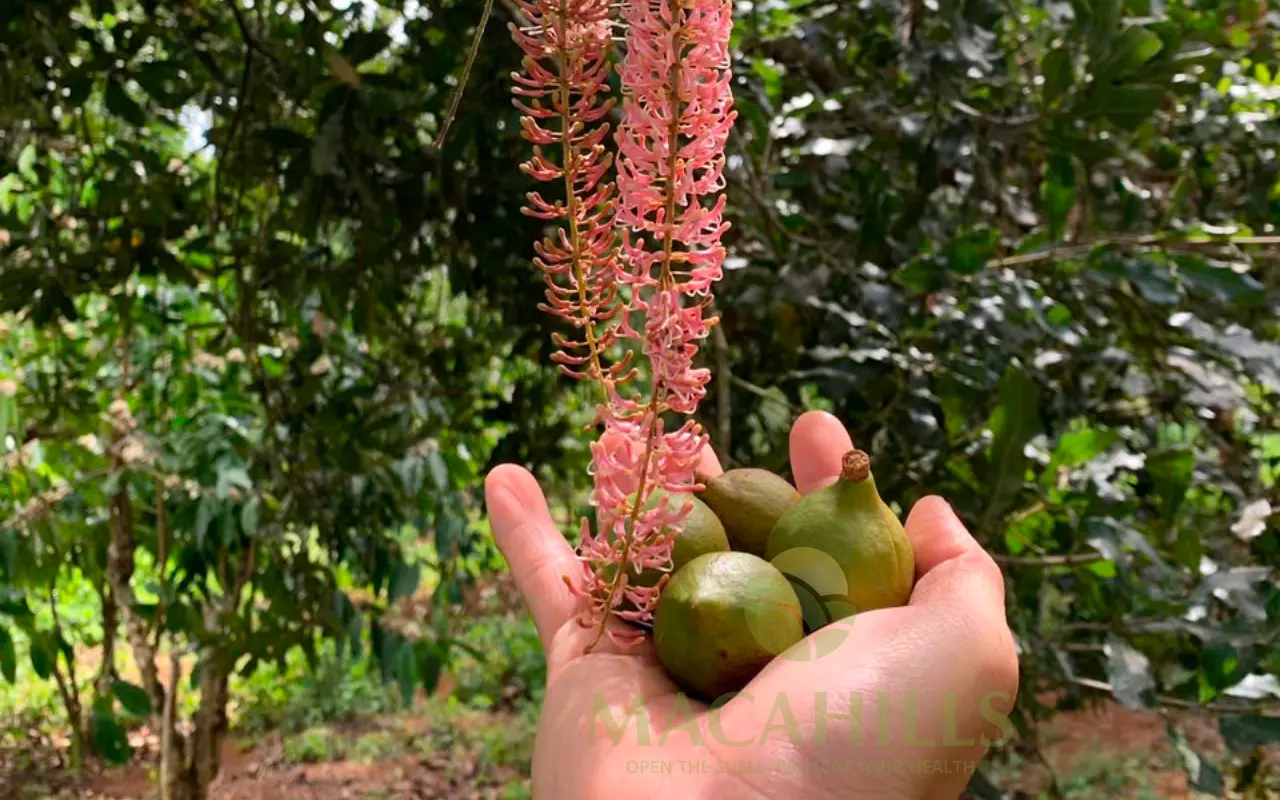 6 Quy trình sản xuất hạt macca Lâm Đồng tại Maca Hills 3 Cay macca sinh truong nhu the nao tai vung trong Lam Dong