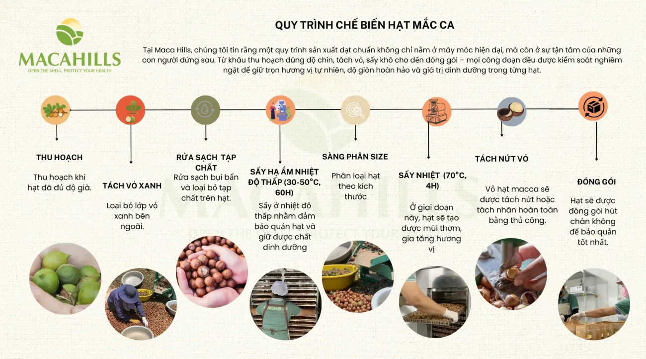 Quy trình sản xuất hạt macca