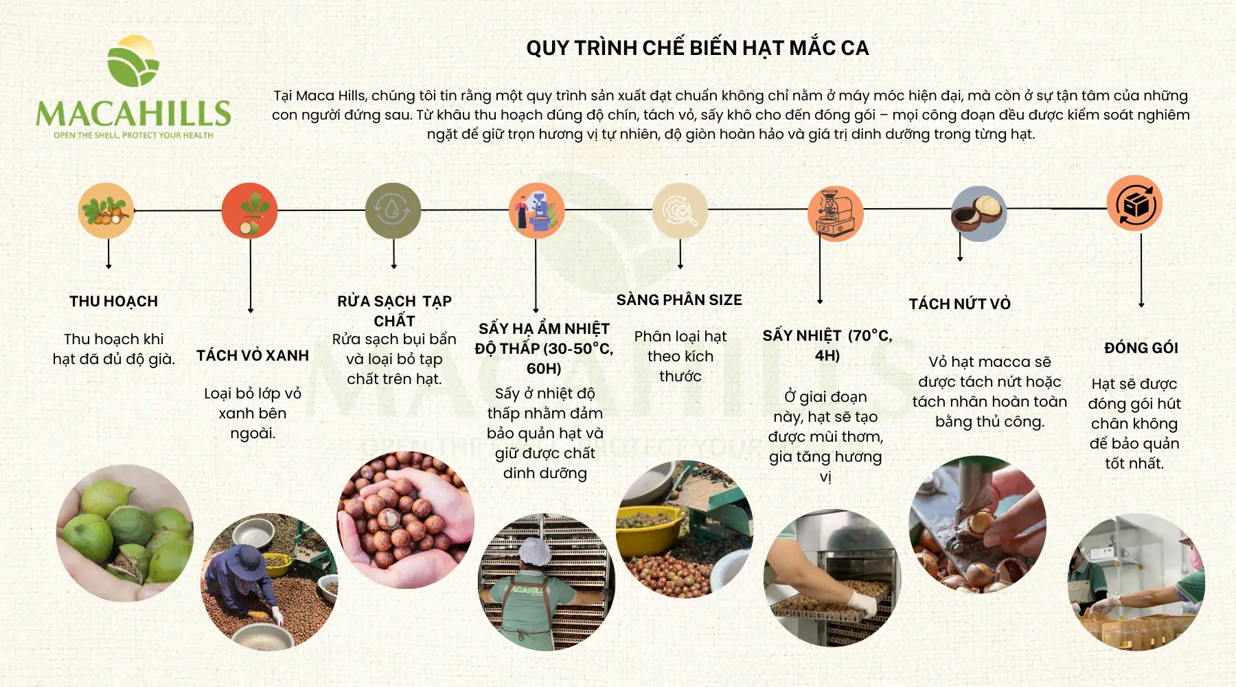 Quy trình sản xuất hạt macca