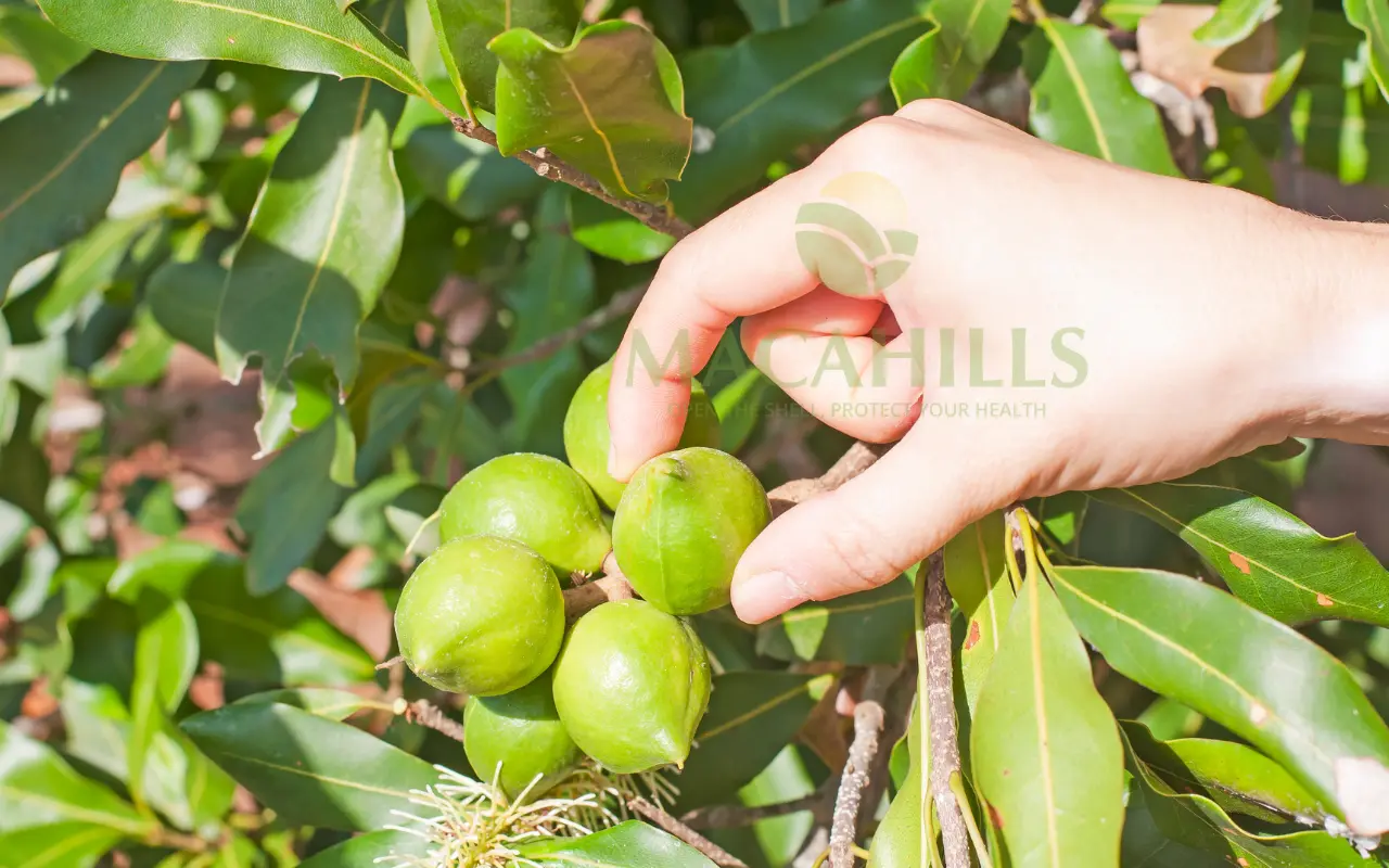 6 Quy trình sản xuất hạt macca Lâm Đồng tại Maca Hills 4 Thu hoach macca