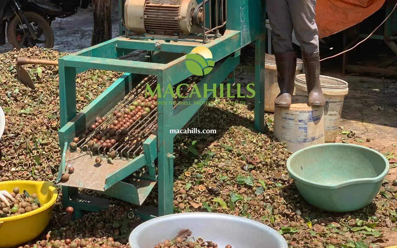 6 Quy trình sản xuất hạt macca Lâm Đồng tại Maca Hills 5 Xay vo xanh macca