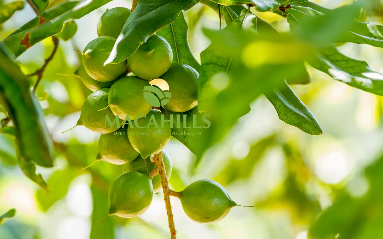 Dieu Kien Tu Nhien Giup Macca Lam Dong Chat Luong Cao 1