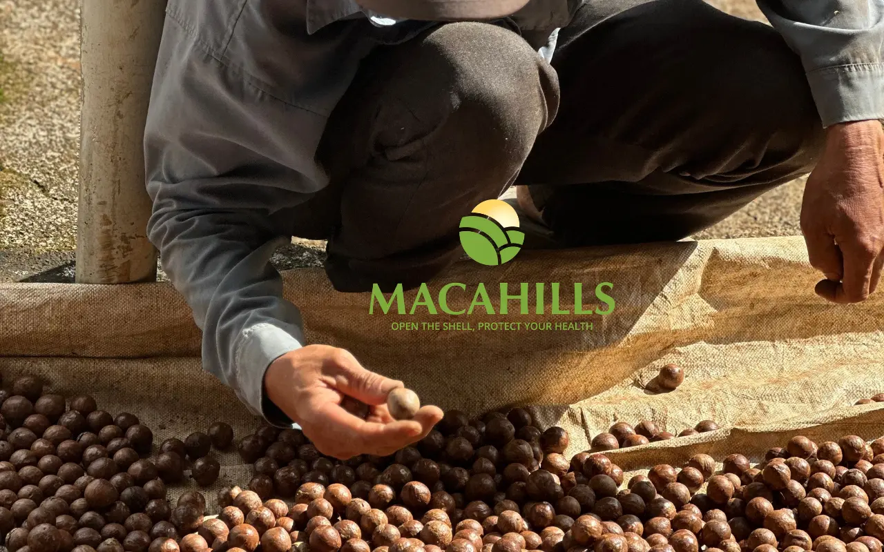 Macca Lam Dong – Hat Dinh Duong Cao Cap Tu Cao Nguyen