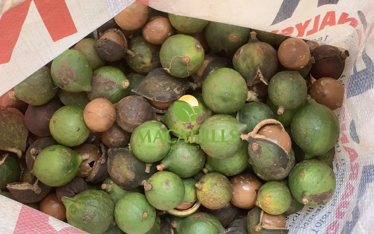gia macca dak nong