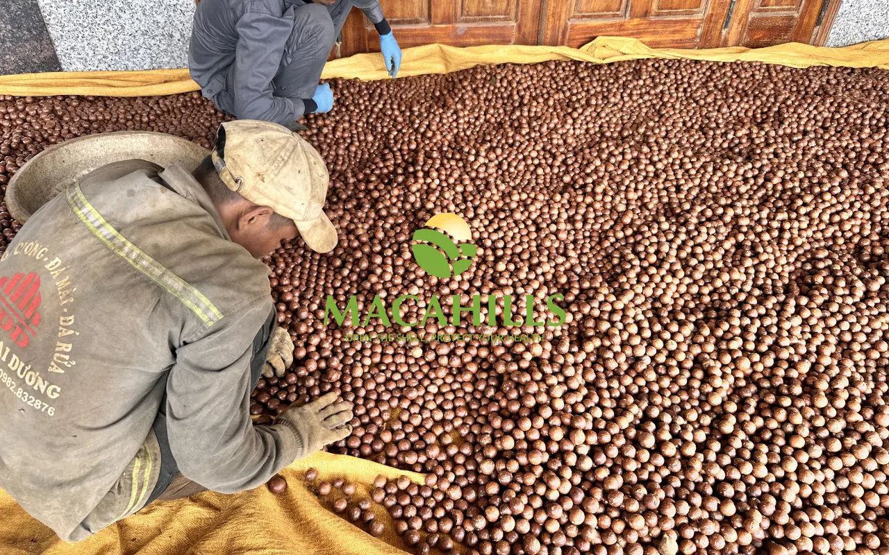 giá mắc ca tươi mới thu hoạch đổ đống tại vườn giá mắc ca tươi mới thu hoạch đổ đống tại vườn