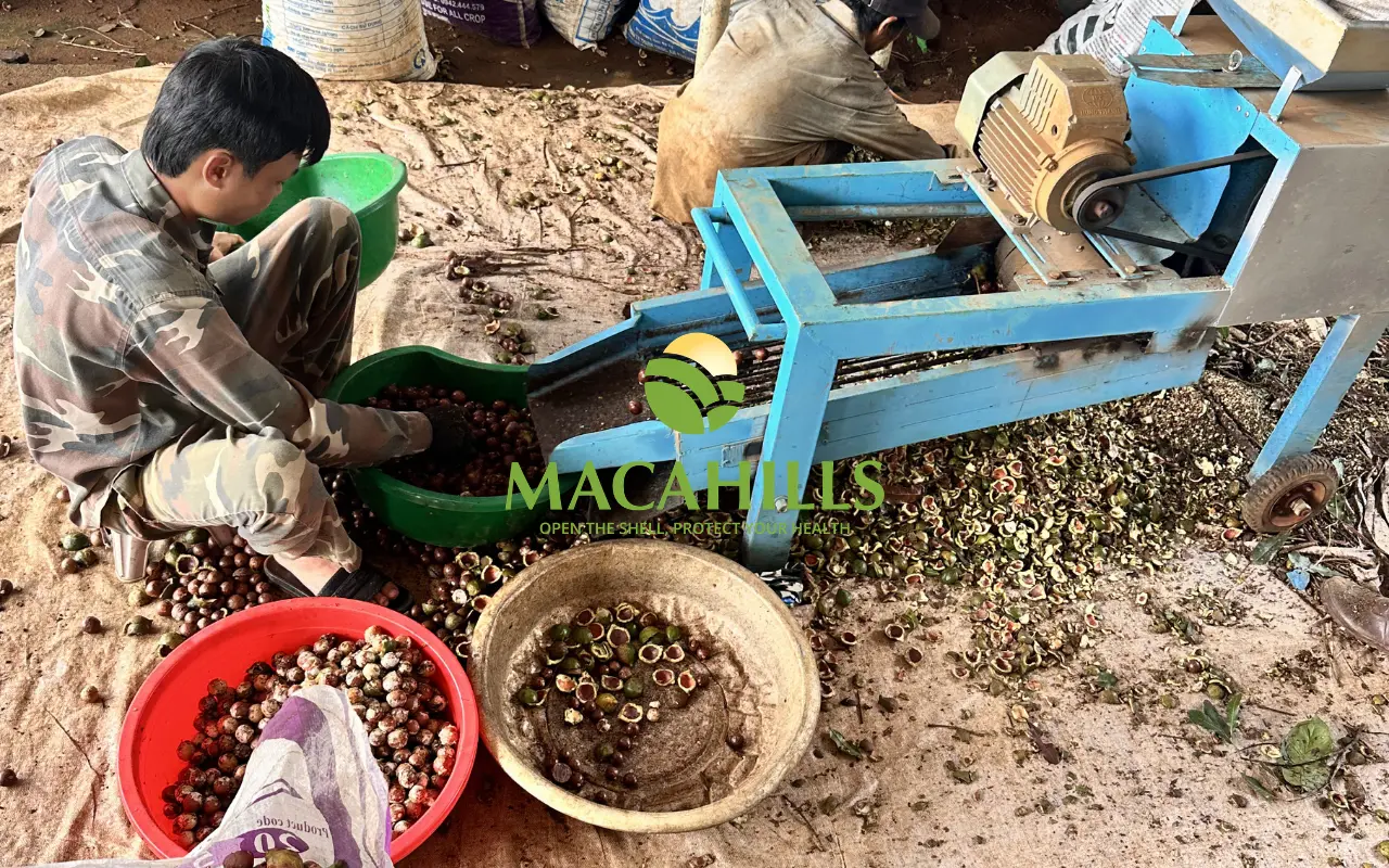 giá mắc ca tươi mới thu hoạch tại vườn Tây Nguyên
